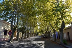 Colonia-Del-Sacramento-Plaza-Trees-1024x682