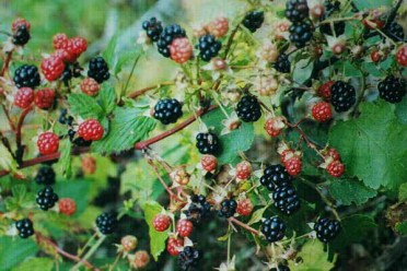 blackberries_wild