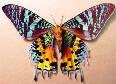 Madagascan Sunset Moth
