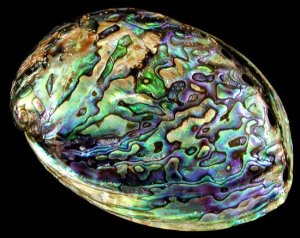 abalone shell -polished.jpg.pagespeed.ic.FZDSj15VxY
