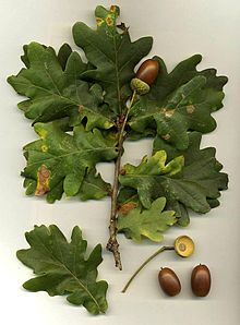 Quercus_robur