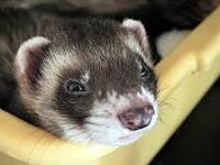 ferret