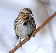 song sparrow