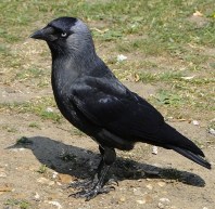 Jackdaw