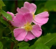 Rosa gymnocarpa