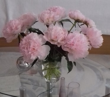 Peonies.jpg