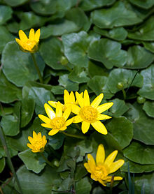 lesser celandine