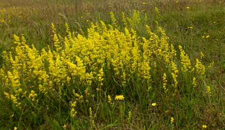 lady's bedstraw
