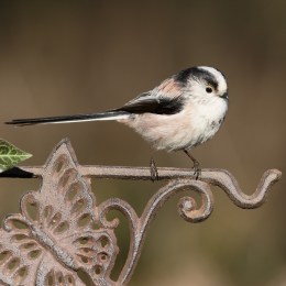 Long-tailed-tit