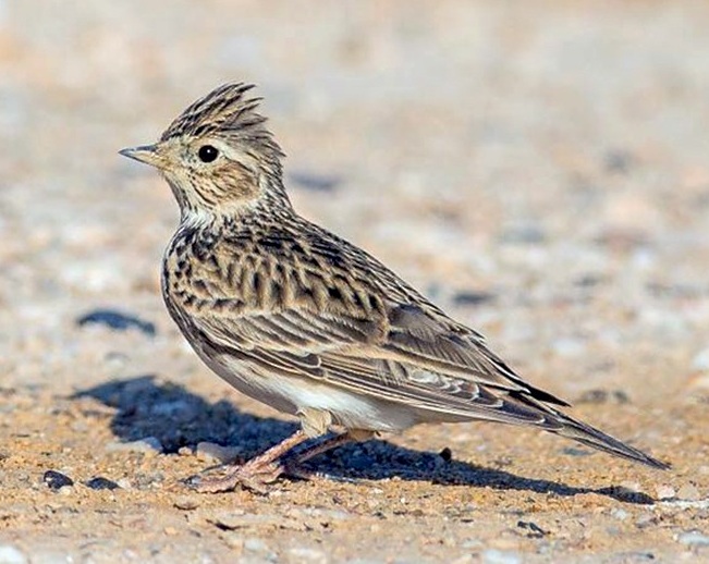 skylark