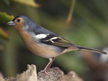 chaffinch