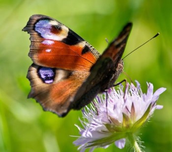 peacockbutterfly