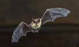 pipistrelle