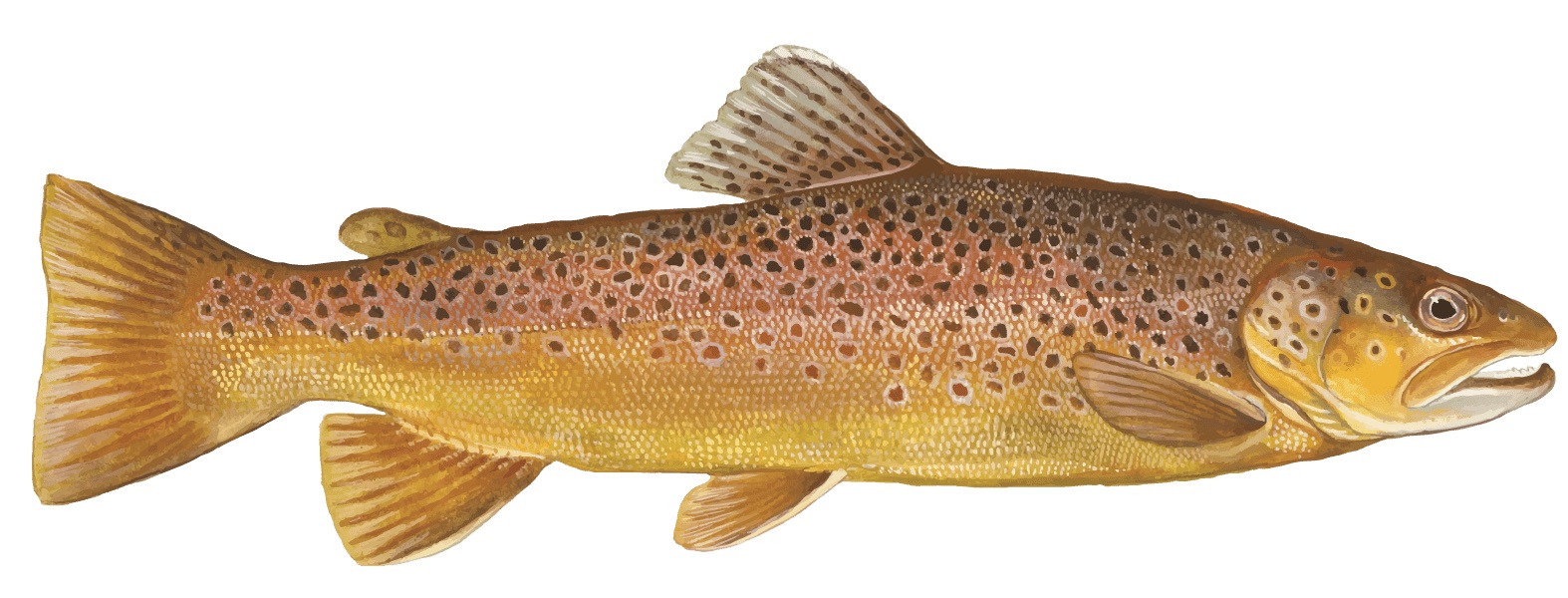 brown trout