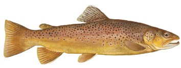 brown trout
