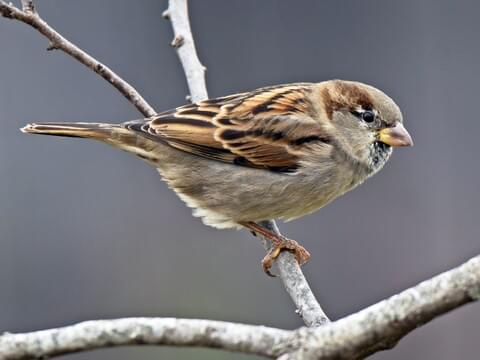 sparrow