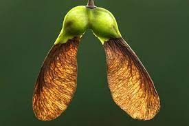 sycamore seeds