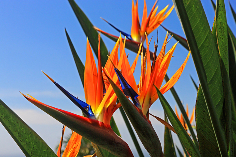 bird-of-paradise