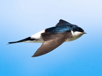 house martin