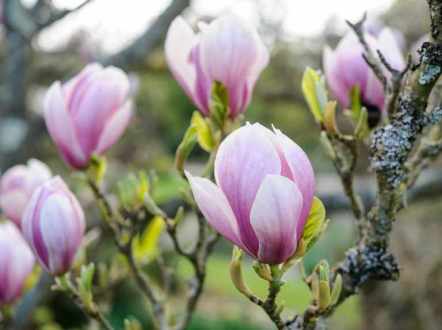 Hilliers Spring Blossom (8th April 2014)